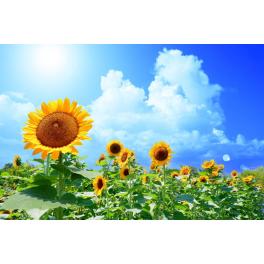 2025年夏期休暇のお知らせ